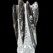 Orthoceras sculpture tower from Morocco 213*80mm 1397g in sunlight - Rocks and Things Store