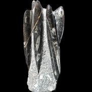 Orthoceras sculpture tower from Morocco 213*80mm 1397g in sunlight - Rocks and Things Store