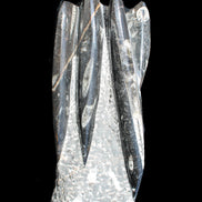 Orthoceras sculpture tower from Morocco 213*80mm 1397g in sunlight - Rocks and Things Store