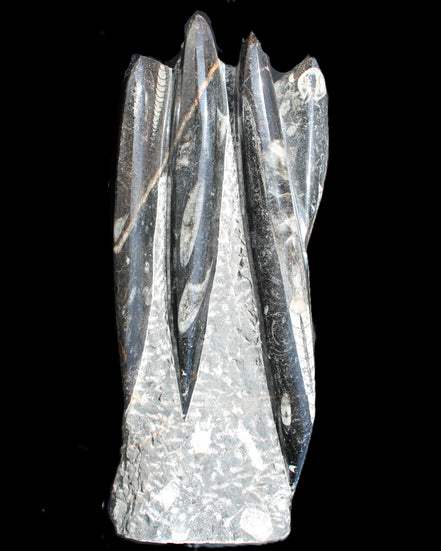 Orthoceras sculpture tower from Morocco 213*80mm 1397g in sunlight - Rocks and Things Store