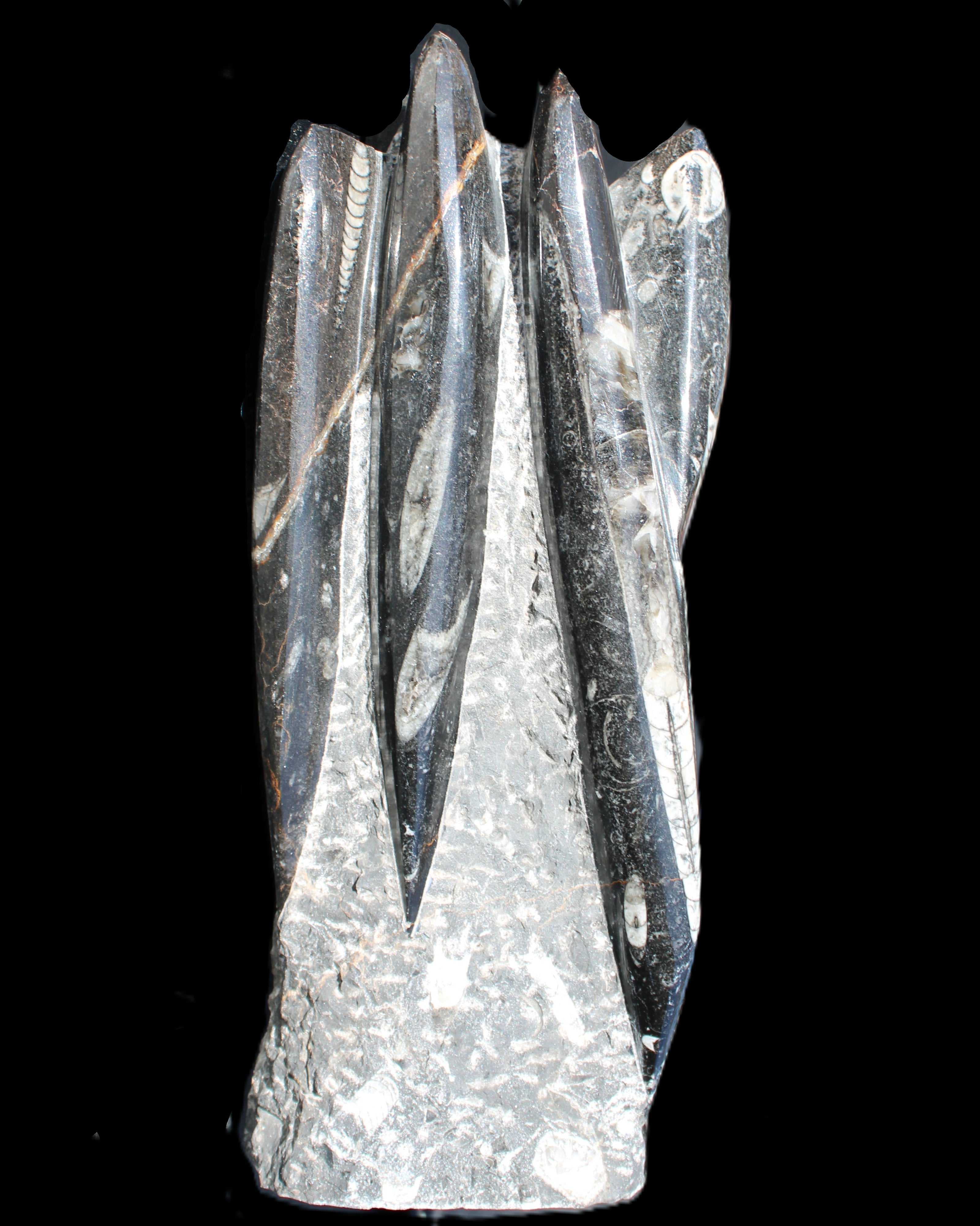 Orthoceras sculpture tower from Morocco 213*80mm 1397g in sunlight - Rocks and Things Store