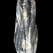 Orthoceras sculpture tower from Morocco 213*80mm 1397g in sunlight - Rocks and Things Store