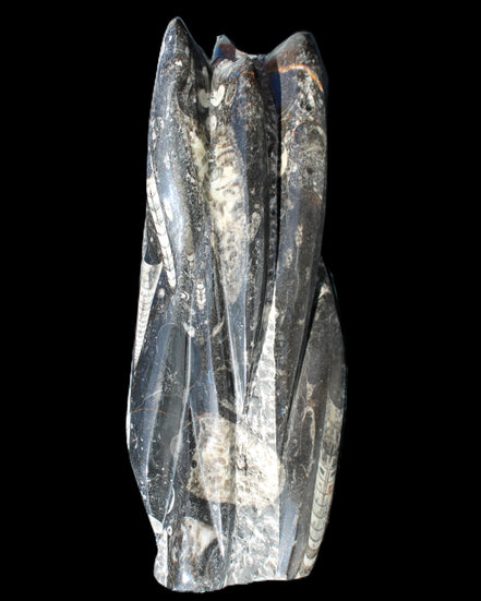 Orthoceras sculpture tower from Morocco 213*80mm 1397g in sunlight - Rocks and Things Store