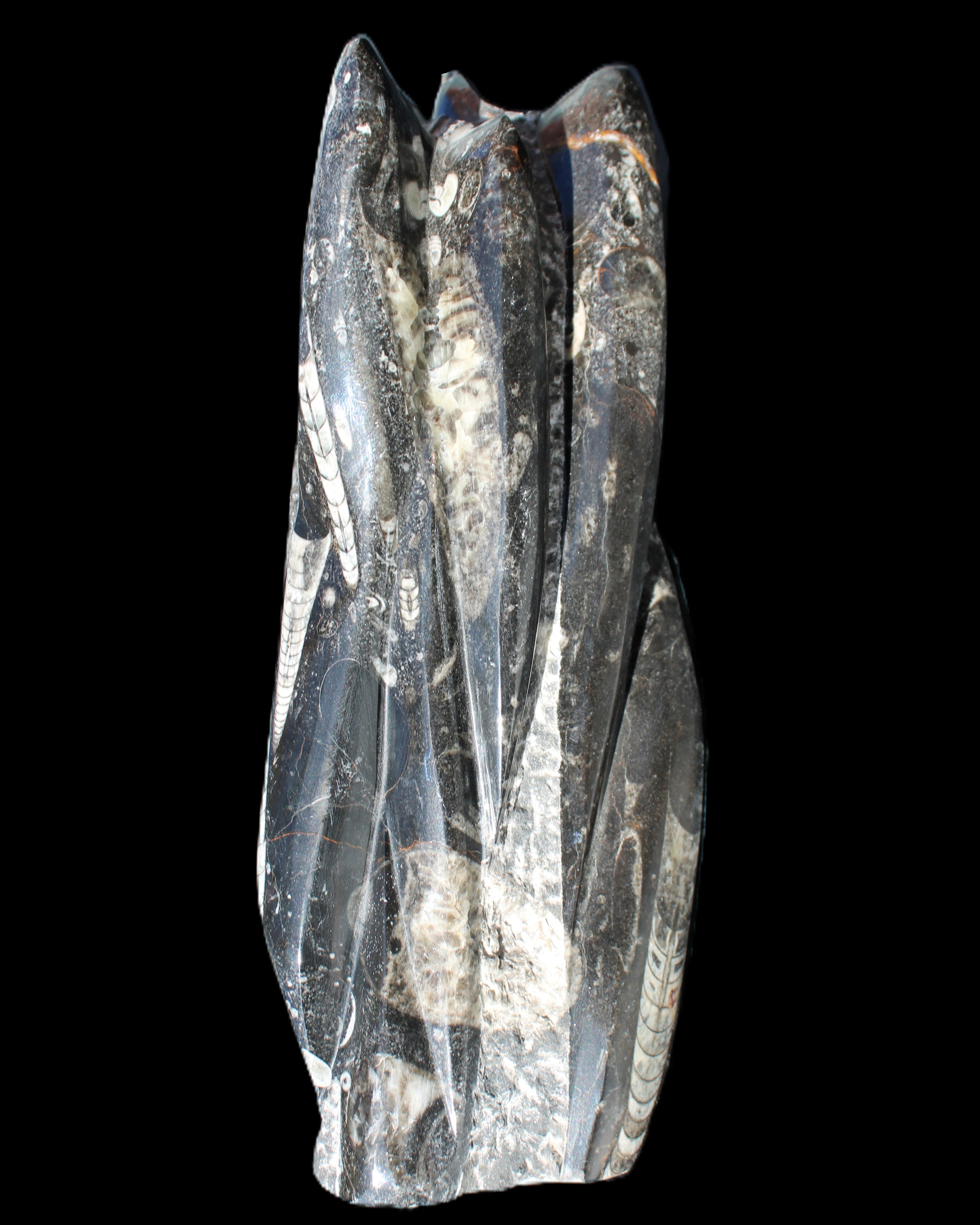 Orthoceras sculpture tower from Morocco 213*80mm 1397g in sunlight - Rocks and Things Store