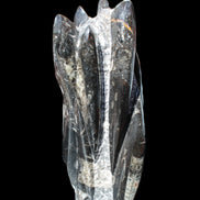 Orthoceras sculpture tower from Morocco 213*80mm 1397g in sunlight - Rocks and Things Store
