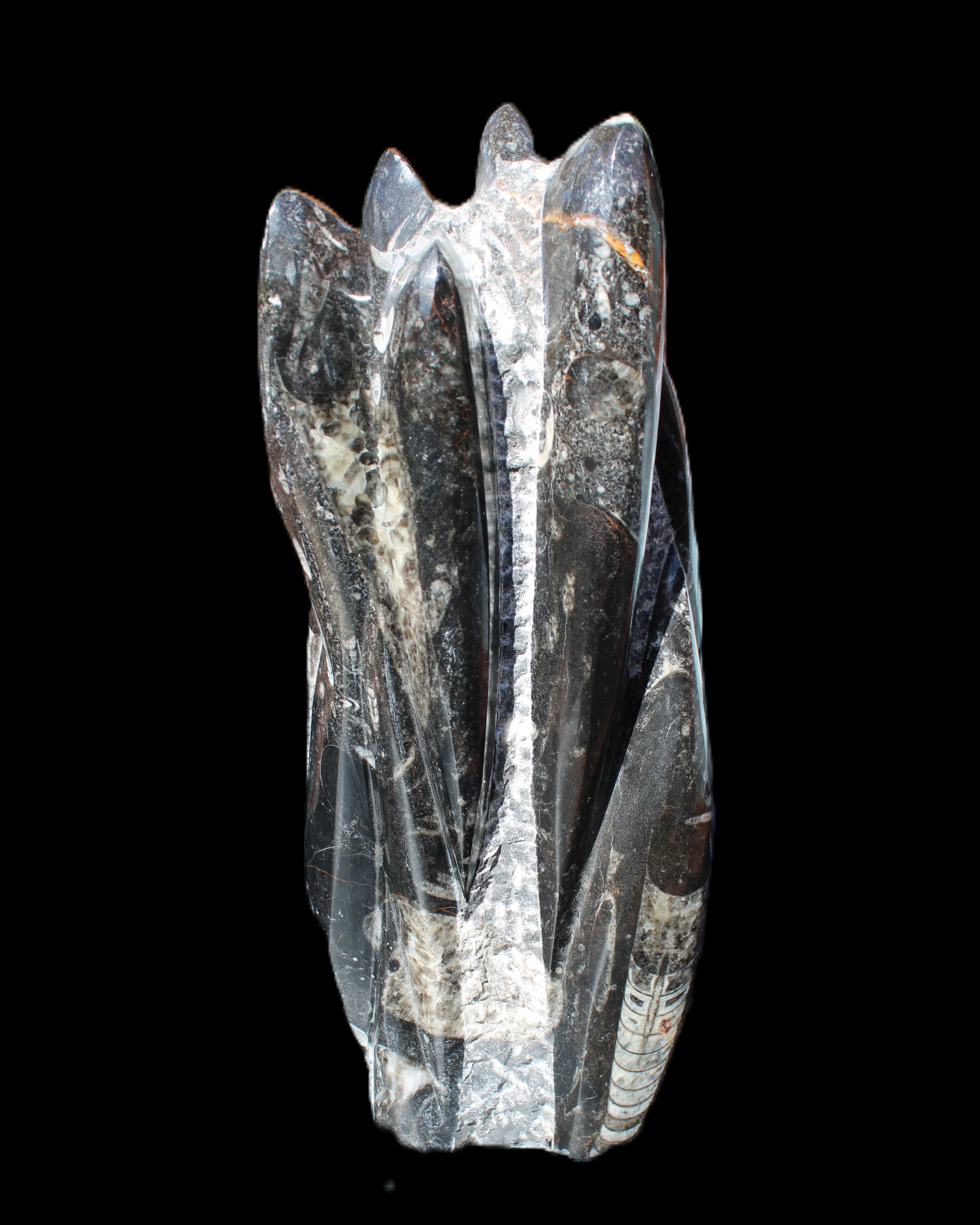 Orthoceras sculpture tower from Morocco 213*80mm 1397g in sunlight - Rocks and Things Store