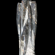 Orthoceras sculpture tower from Morocco 213*80mm 1397g in sunlight - Rocks and Things Store