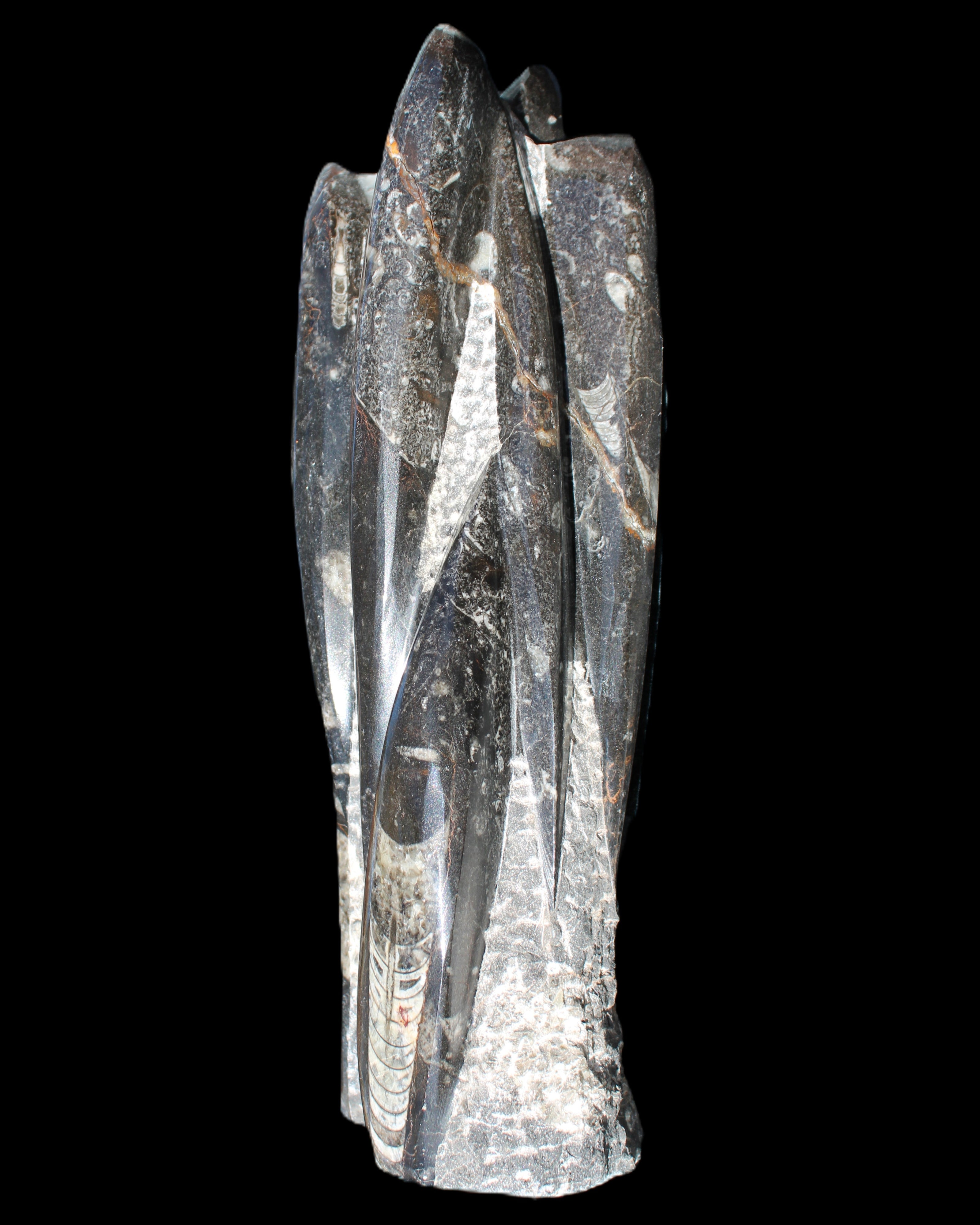 Orthoceras sculpture tower from Morocco 213*80mm 1397g in sunlight - Rocks and Things Store