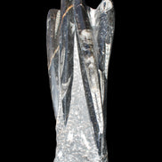 Orthoceras sculpture tower from Morocco 213*80mm 1397g in sunlight - Rocks and Things Store