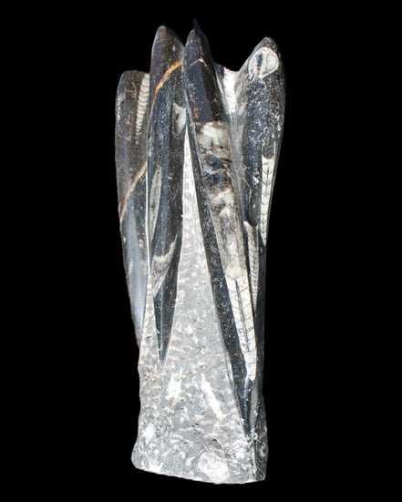 Orthoceras sculpture tower from Morocco 213*80mm 1397g in sunlight - Rocks and Things Store
