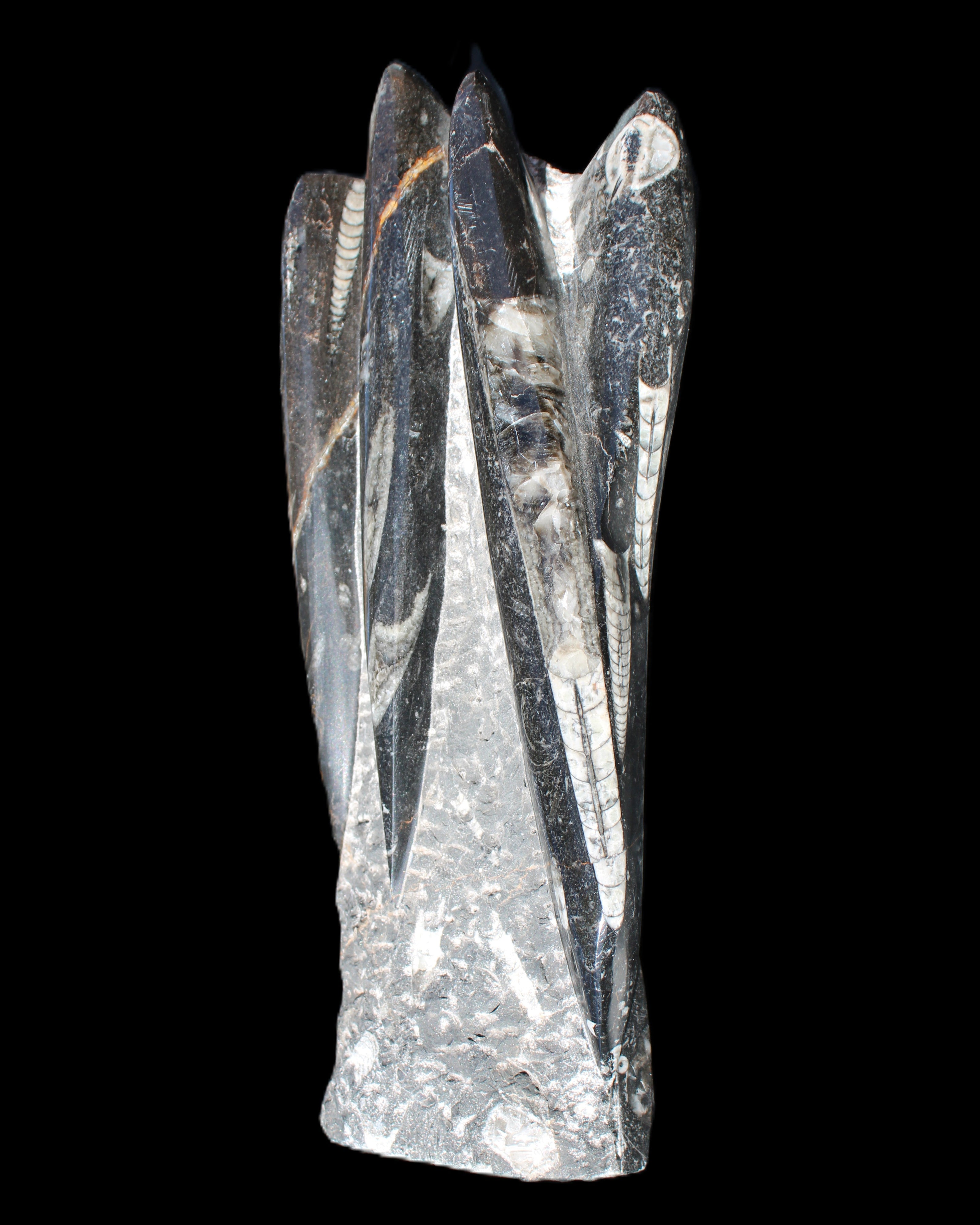 Orthoceras sculpture tower from Morocco 213*80mm 1397g in sunlight - Rocks and Things Store