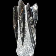 Orthoceras sculpture tower from Morocco 213*80mm 1397g in sunlight - Rocks and Things Store