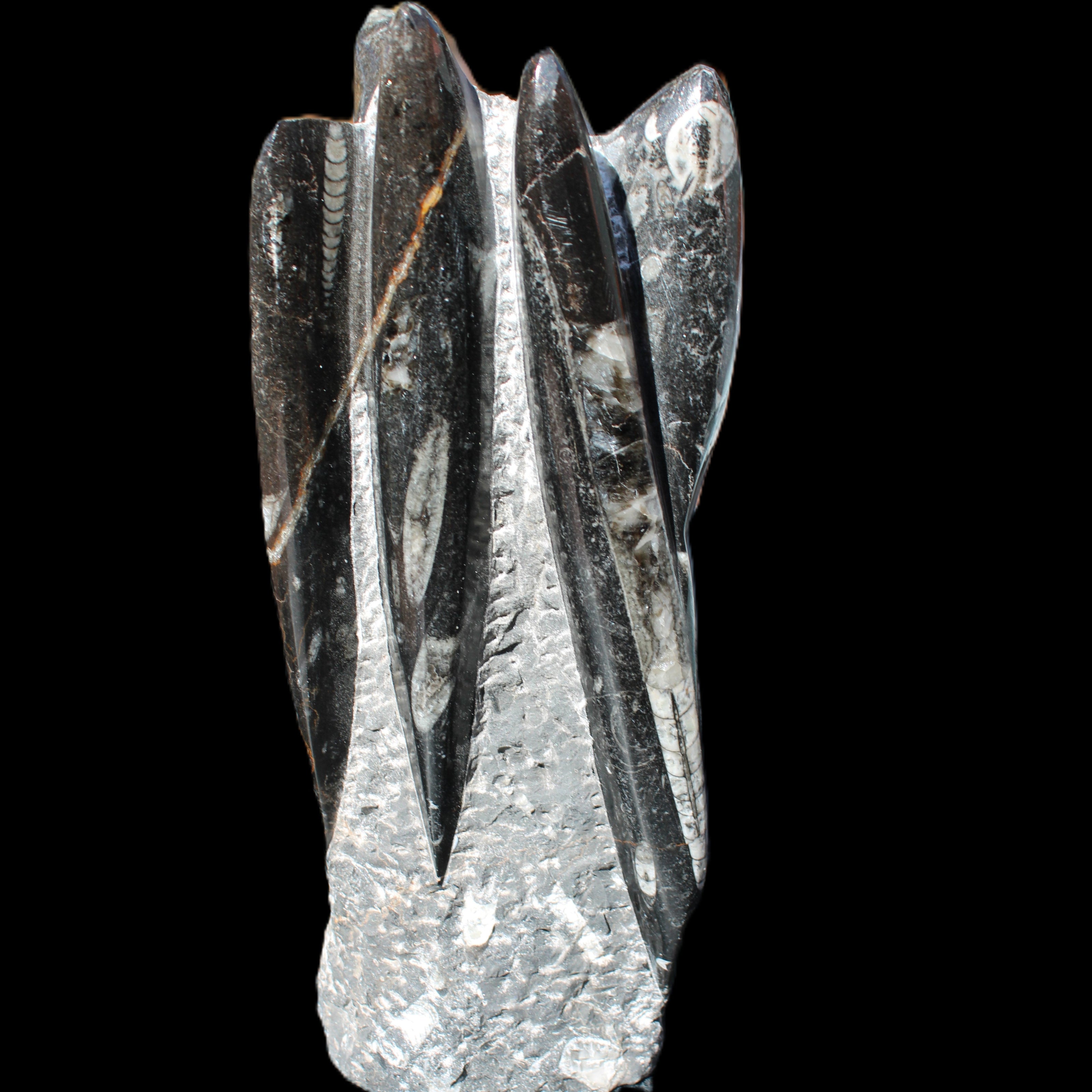 Orthoceras sculpture tower from Morocco 213*80mm 1397g in sunlight - Rocks and Things Store