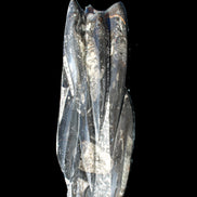 Orthoceras sculpture tower from Morocco 213*80mm 1397g in sunlight - Rocks and Things Store