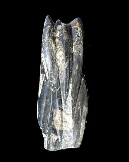 Orthoceras sculpture tower from Morocco 213*80mm 1397g in sunlight - Rocks and Things Store