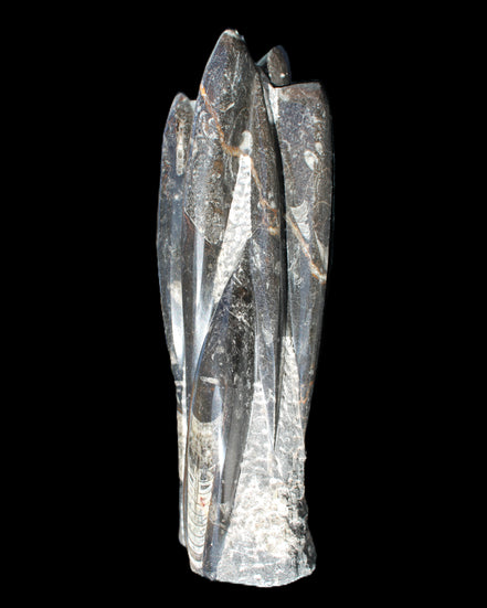 Orthoceras sculpture tower from Morocco 213*80mm 1397g in sunlight - Rocks and Things Store