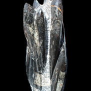 Orthoceras sculpture tower from Morocco 213*80mm 1397g in sunlight - Rocks and Things Store