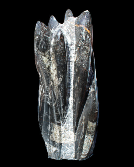 Orthoceras sculpture tower from Morocco 213*80mm 1397g in sunlight - Rocks and Things Store