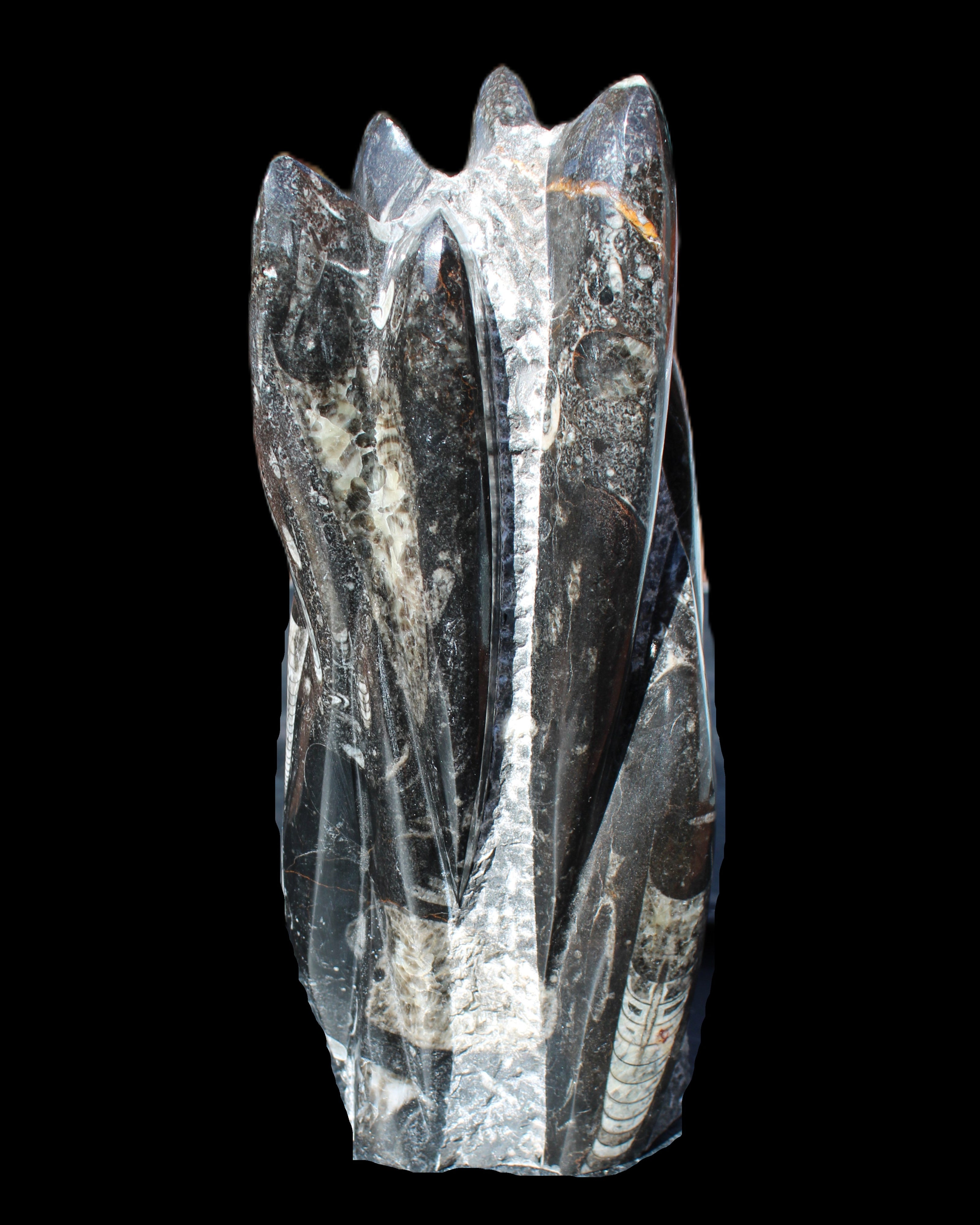 Orthoceras sculpture tower from Morocco 213*80mm 1397g in sunlight - Rocks and Things Store