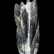 Orthoceras sculpture tower from Morocco 213*80mm 1397g in sunlight - Rocks and Things Store