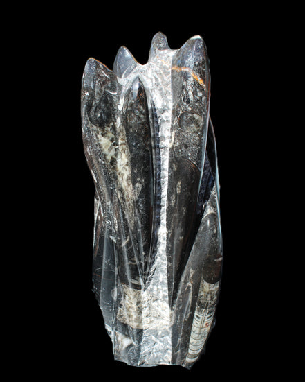 Orthoceras sculpture tower from Morocco 213*80mm 1397g in sunlight - Rocks and Things Store