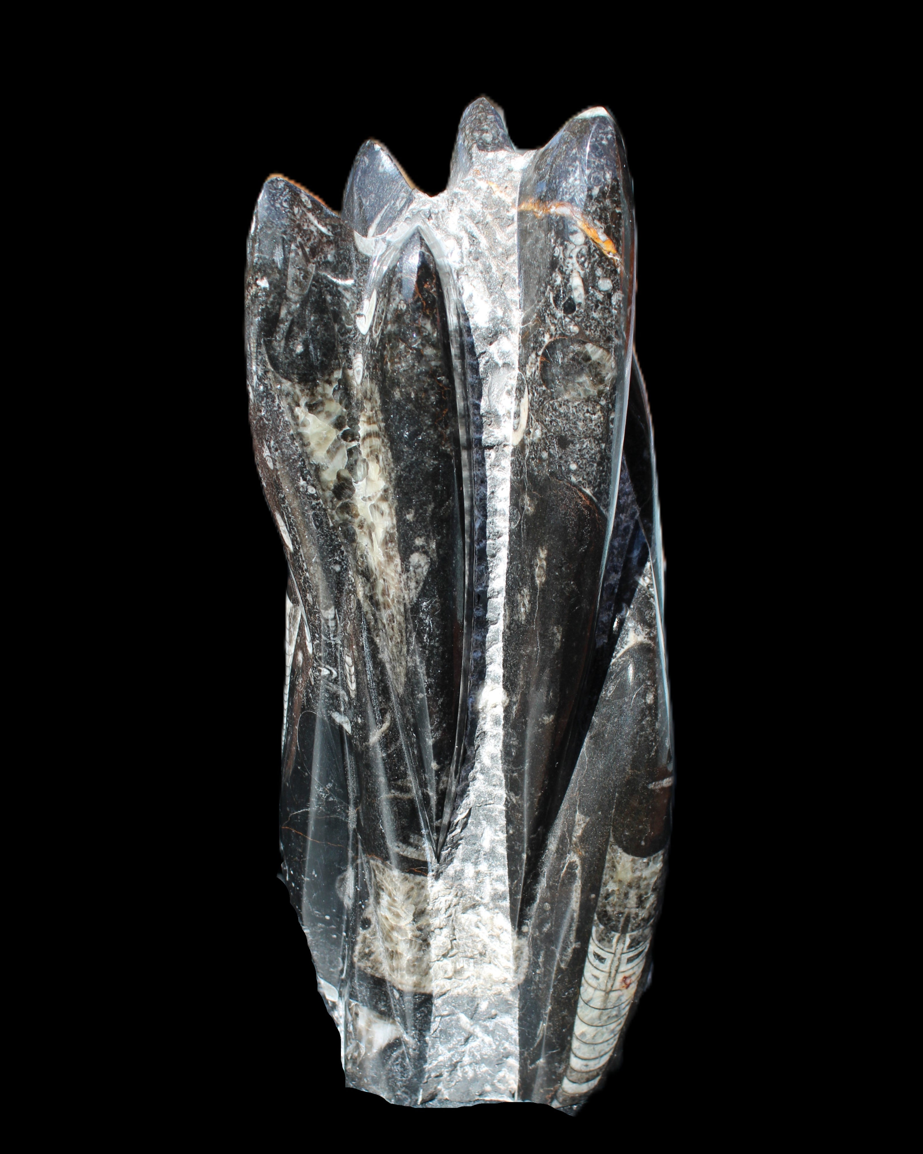 Orthoceras sculpture tower from Morocco 213*80mm 1397g in sunlight - Rocks and Things Store