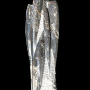 Orthoceras sculpture tower from Morocco 213*80mm 1397g in sunlight - Rocks and Things Store