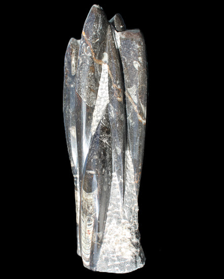 Orthoceras sculpture tower from Morocco 213*80mm 1397g in sunlight - Rocks and Things Store