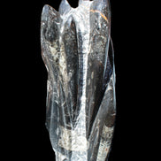 Orthoceras sculpture tower from Morocco 213*80mm 1397g in sunlight - Rocks and Things Store