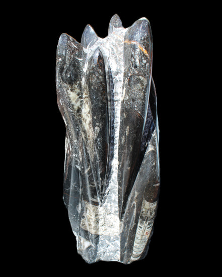 Orthoceras sculpture tower from Morocco 213*80mm 1397g in sunlight - Rocks and Things Store