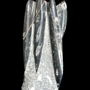 Orthoceras sculpture tower from Morocco 213*80mm 1397g in sunlight - Rocks and Things Store