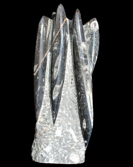Orthoceras sculpture tower from Morocco 213*80mm 1397g in sunlight - Rocks and Things Store