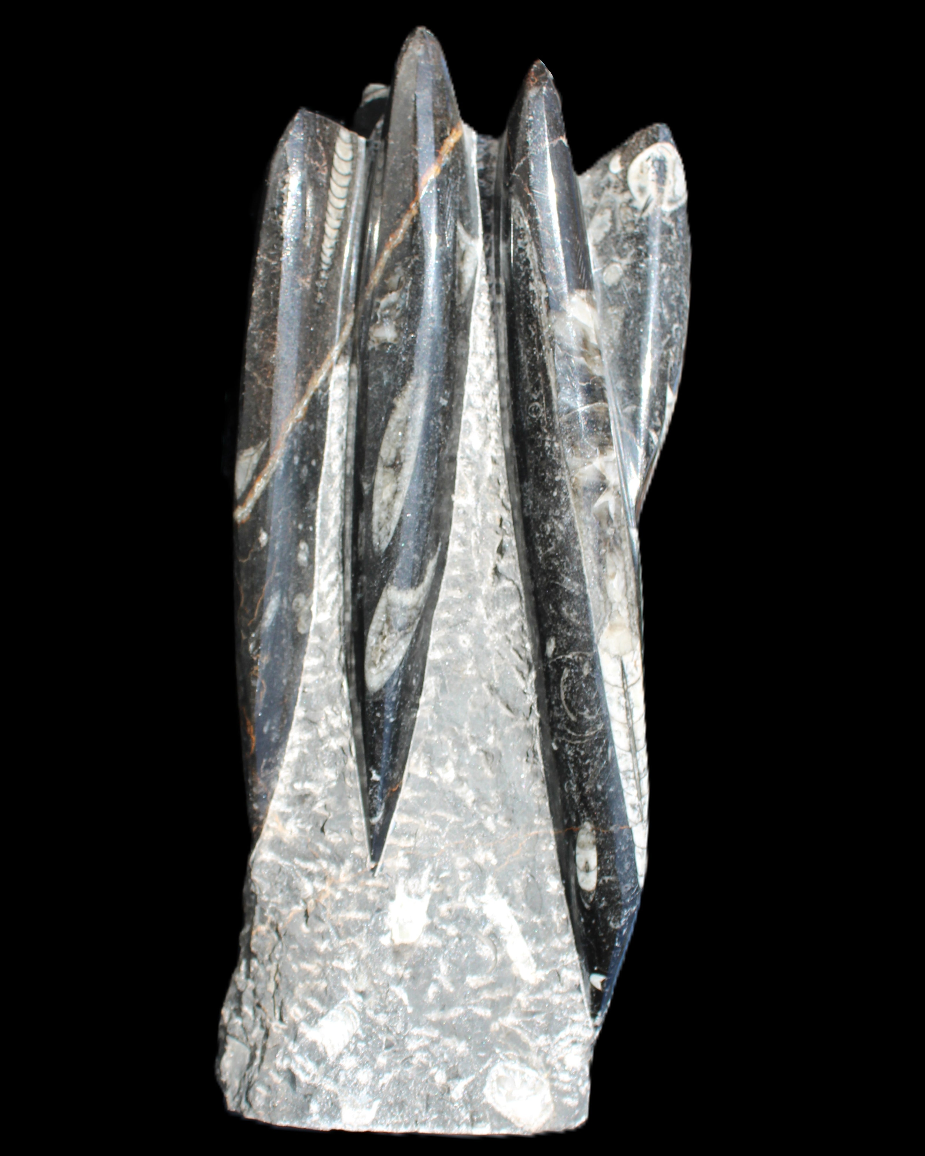 Orthoceras sculpture tower from Morocco 213*80mm 1397g in sunlight - Rocks and Things Store