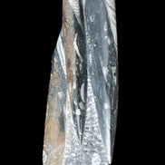 Orthoceras sculpture tower from Morocco 230*65mm 1030g in sunlight - Rocks and Things Store