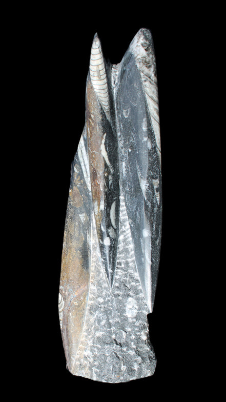 Orthoceras sculpture tower from Morocco 230*65mm 1030g in sunlight - Rocks and Things Store