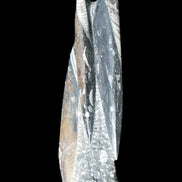 Orthoceras sculpture tower from Morocco 230*65mm 1030g in sunlight - Rocks and Things Store