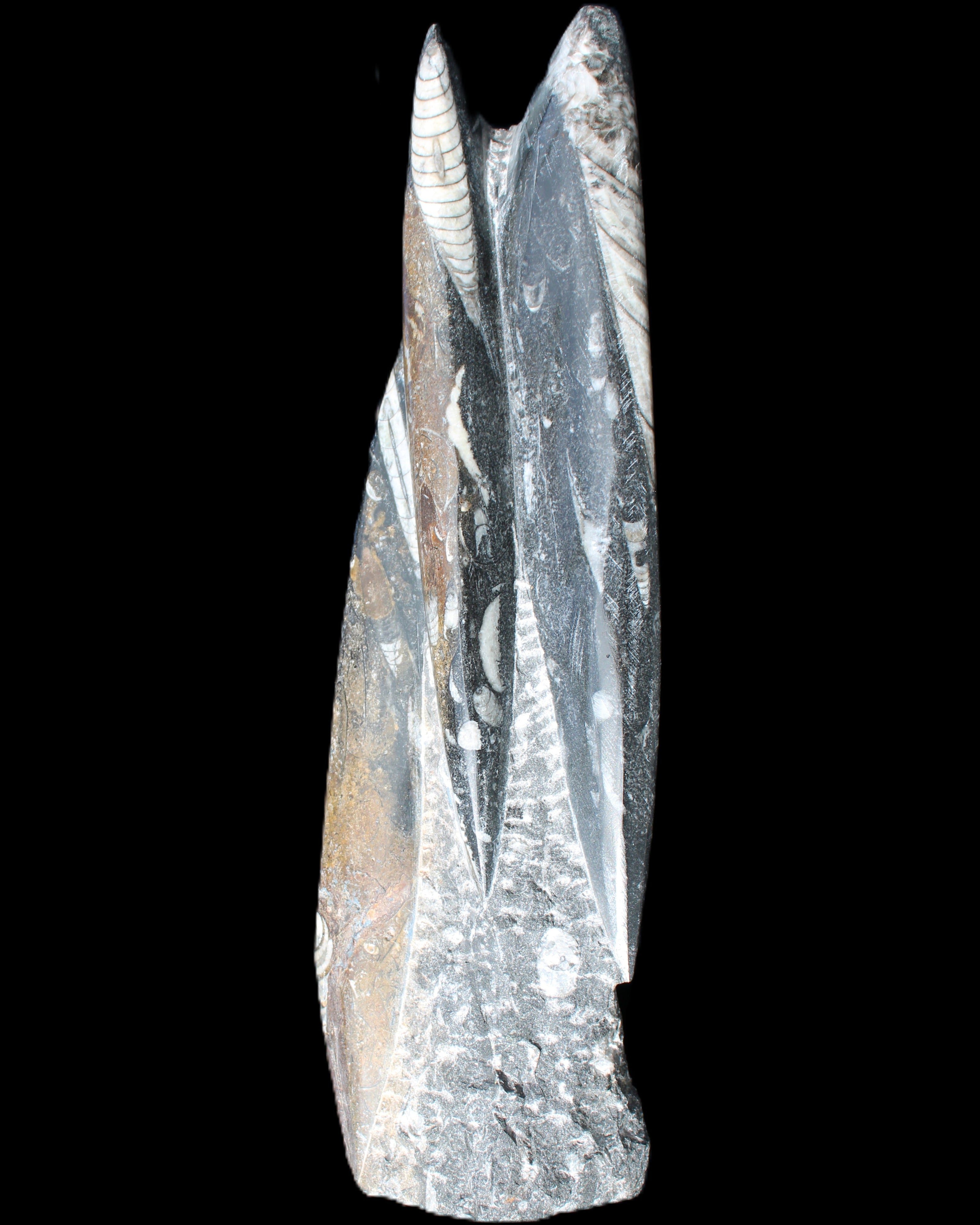 Orthoceras sculpture tower from Morocco 230*65mm 1030g in sunlight - Rocks and Things Store