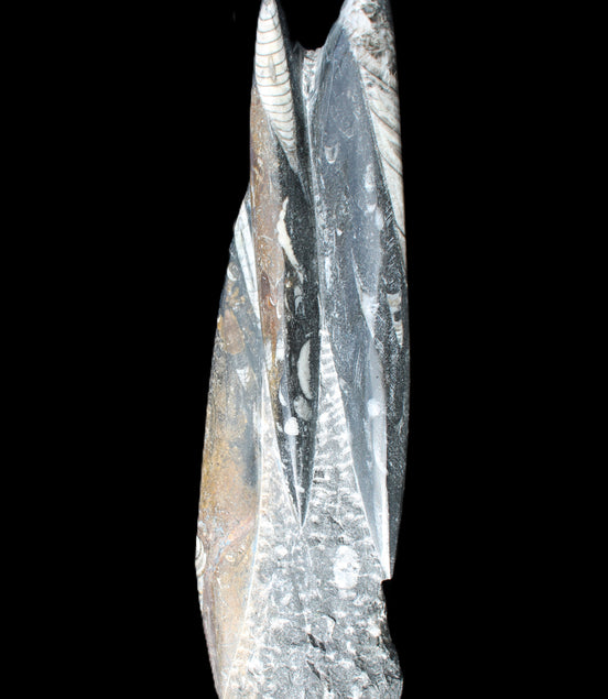 Orthoceras sculpture tower from Morocco 230*65mm 1030g in sunlight - Rocks and Things Store