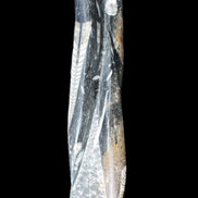 Orthoceras sculpture tower from Morocco 230*65mm 1030g in sunlight - Rocks and Things Store