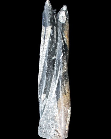 Orthoceras sculpture tower from Morocco 230*65mm 1030g in sunlight - Rocks and Things Store