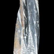 Orthoceras sculpture tower from Morocco 230*65mm 1030g in sunlight - Rocks and Things Store