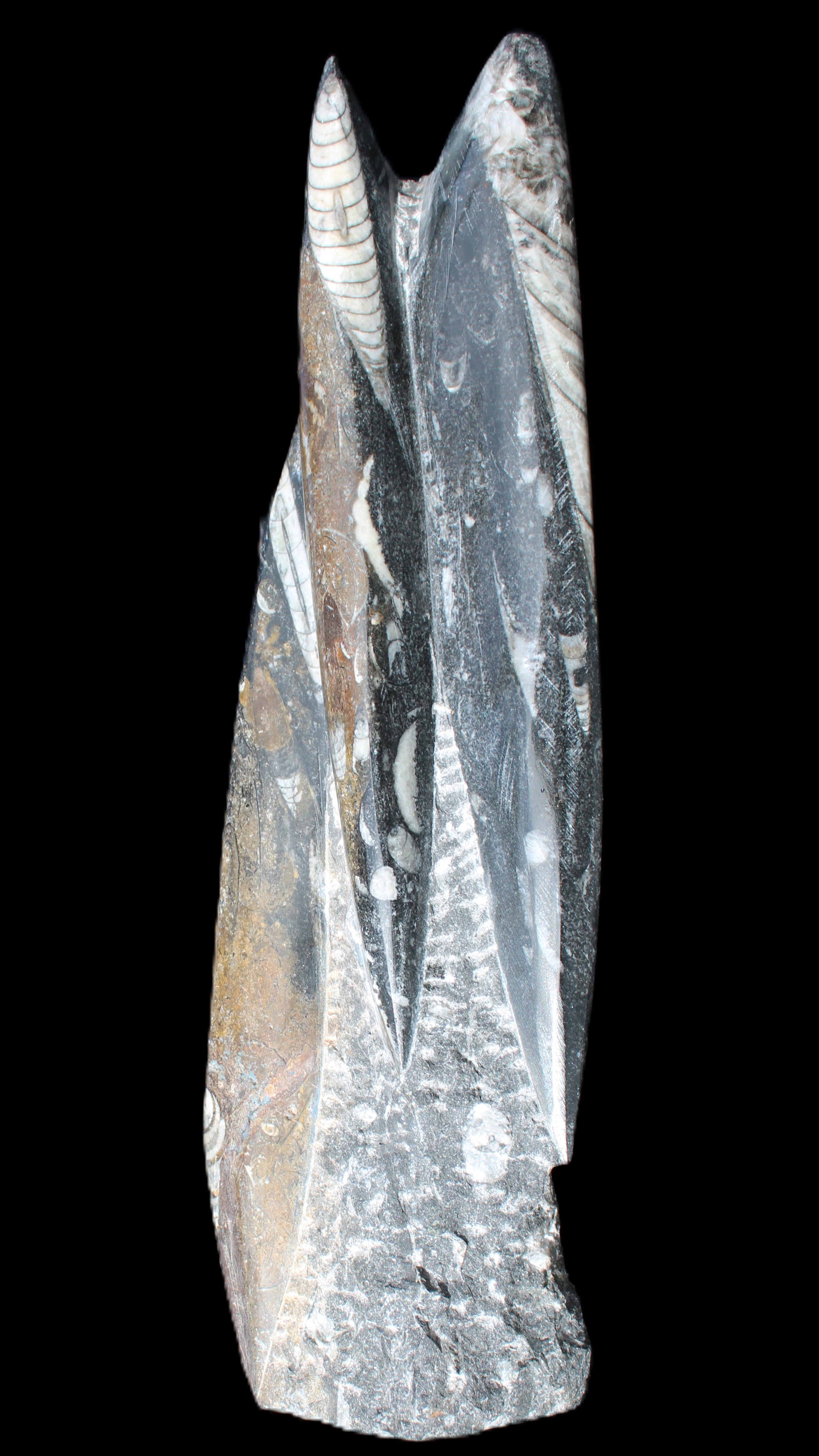 Orthoceras sculpture tower from Morocco 230*65mm 1030g in sunlight - Rocks and Things Store