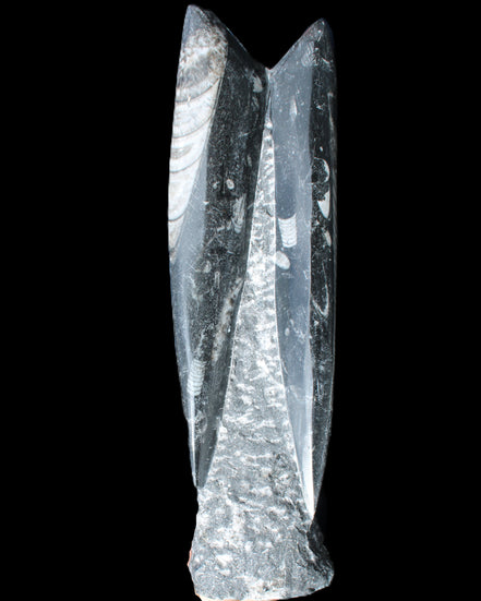 Orthoceras sculpture tower from Morocco 230*65mm 1030g in sunlight - Rocks and Things Store