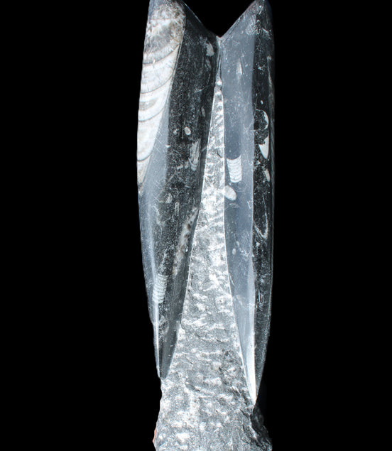 Orthoceras sculpture tower from Morocco 230*65mm 1030g in sunlight - Rocks and Things Store