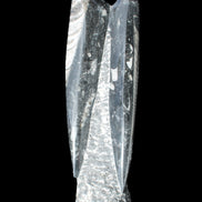 Orthoceras sculpture tower from Morocco 230*65mm 1030g in sunlight - Rocks and Things Store