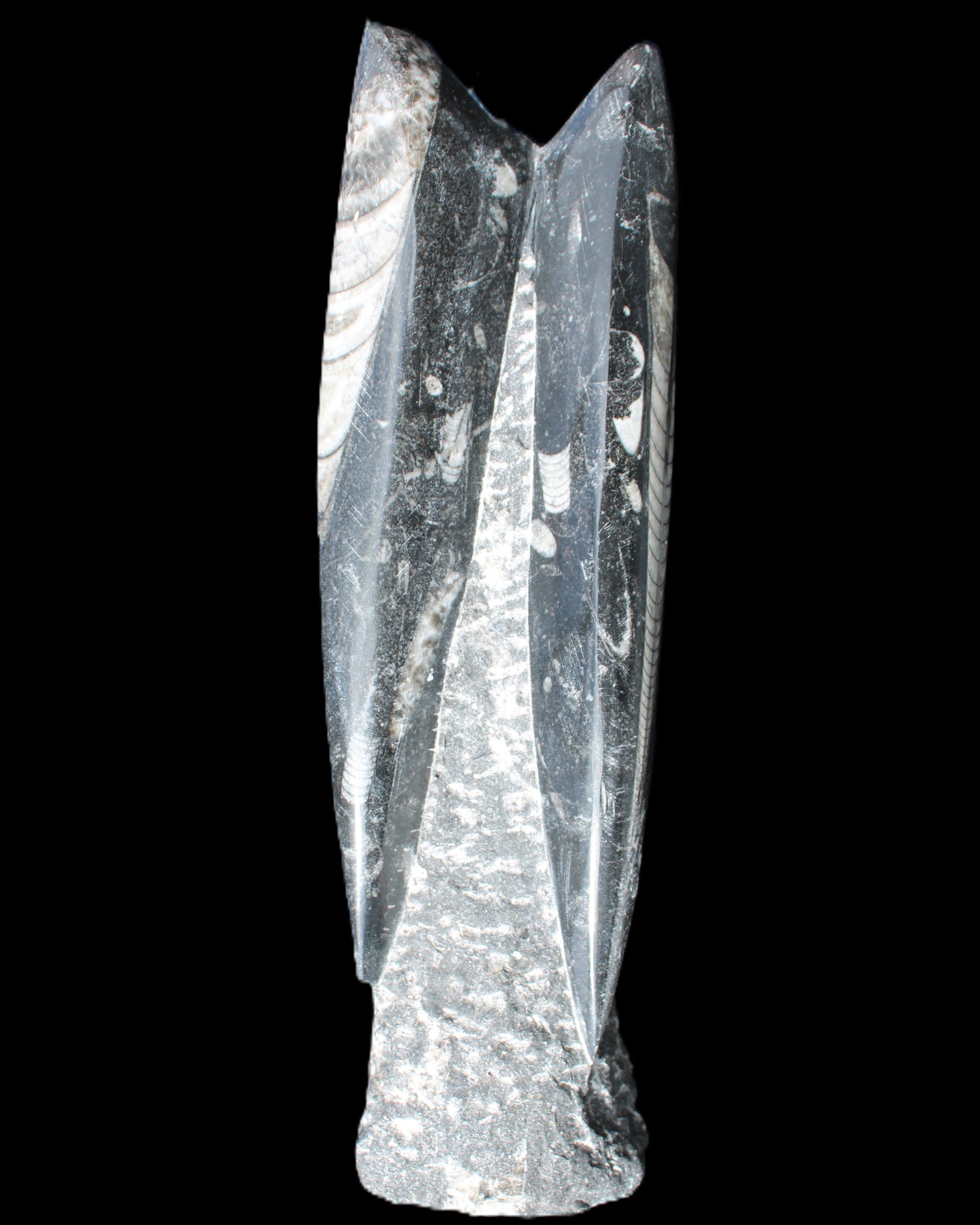Orthoceras sculpture tower from Morocco 230*65mm 1030g in sunlight - Rocks and Things Store