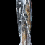 Orthoceras sculpture tower from Morocco 230*65mm 1030g in sunlight - Rocks and Things Store