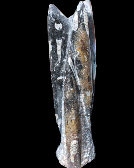 Orthoceras sculpture tower from Morocco 230*65mm 1030g in sunlight - Rocks and Things Store