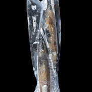 Orthoceras sculpture tower from Morocco 230*65mm 1030g in sunlight - Rocks and Things Store