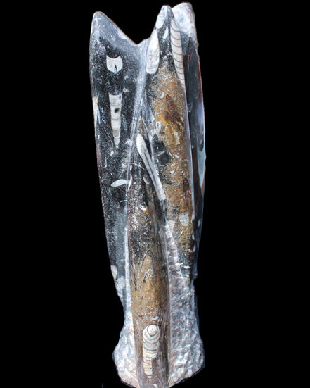 Orthoceras sculpture tower from Morocco 230*65mm 1030g in sunlight - Rocks and Things Store